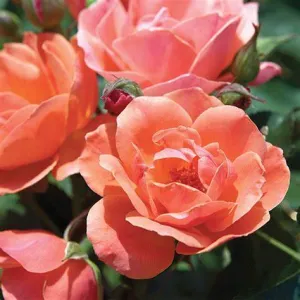 Rosa Coral Knock Out (Shrub Rose) - 2 Gallon Potted Shrub