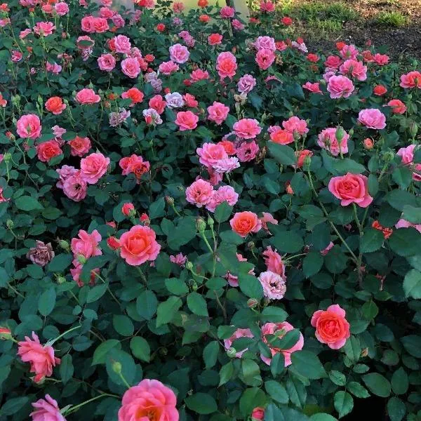Rosa Coral Knock Out (Shrub Rose) - 2 Gallon Potted Shrub