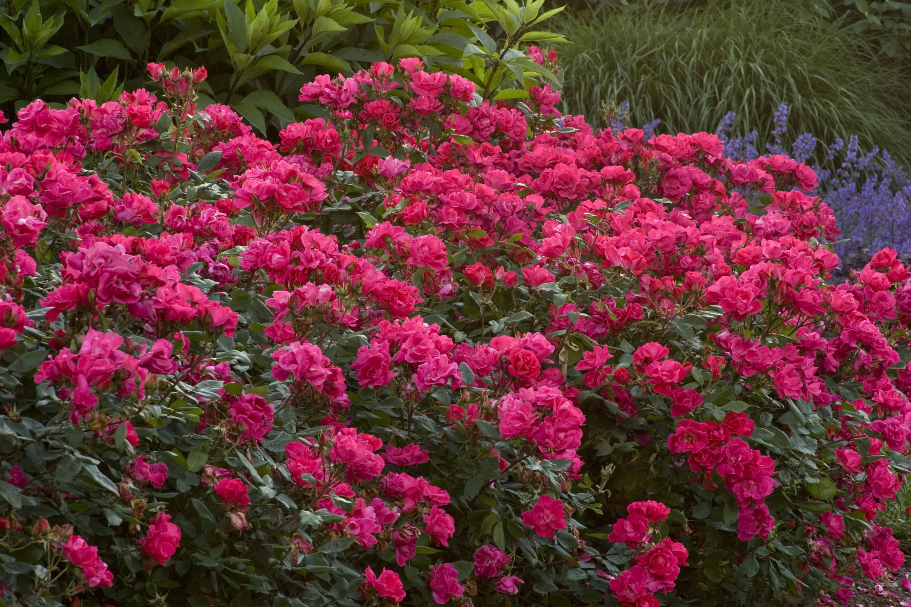 Rosa Knock Out (Shrub Rose) - 1.5 Gallon Potted Shrub