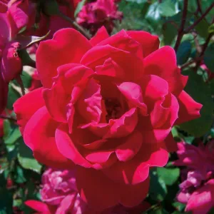 Rosa Knock Out (Shrub Rose) - 1.5 Gallon Potted Shrub